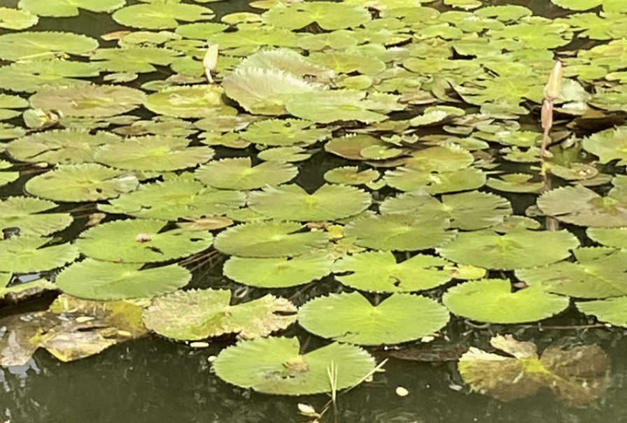 Teratai - Nymphaea sp.