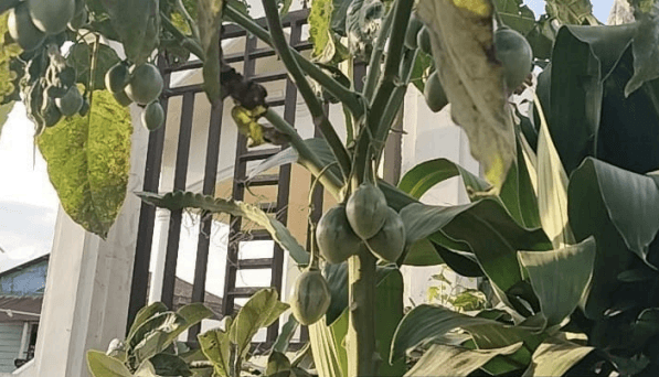 Terong - Solanum melongena