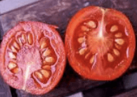 Tomat - Solanum lycopersicum