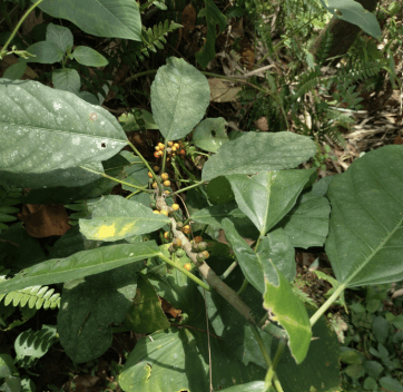 Uyah-uyahan - Ficus montana
