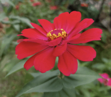 Bunga Zinnia - Zinnia elegans